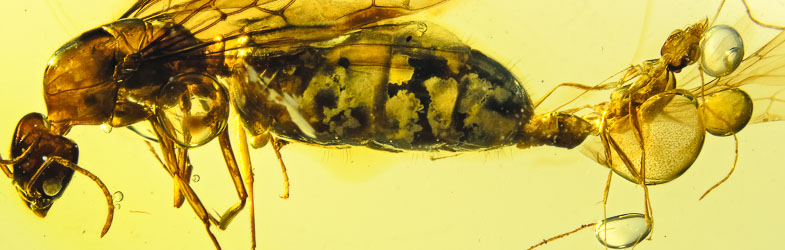 AF01 175 Mating Queen Ant Museum Class Specimen