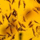 collembola_fossil_inclusion_on_dominican_amber