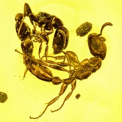 af01-189_mating_ants_formicidae_pseudomyrmecinae