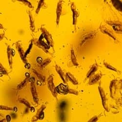 collembola_fossil_inclusion_on_dominican_amber_1509194348