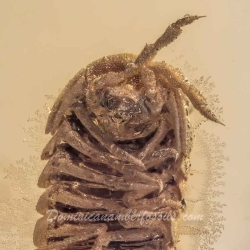 AL032 Isopoda 7