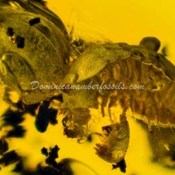 Isopoda Hecathomb 10