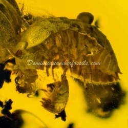 Isopoda Hecathomb 11