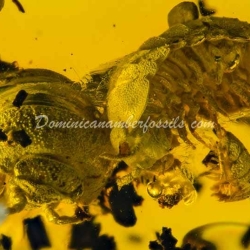 Isopoda Hecathomb 6