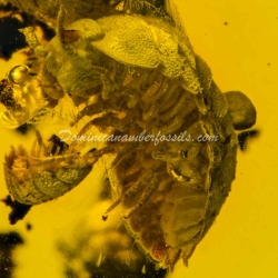 Isopoda Hecathomb 7