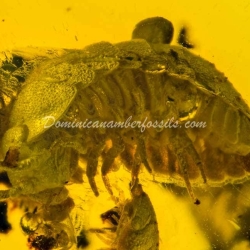 Isopoda Hecathomb 9