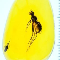 V1489 Diptera Micropezidae 11