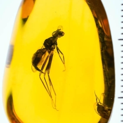 V1489 Diptera Micropezidae 12