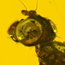 V1489 Diptera Micropezidae 2