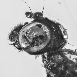 V1489 Diptera Micropezidae 3