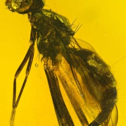 V1489 Diptera Micropezidae 4