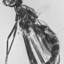 V1489 Diptera Micropezidae 5