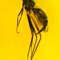 V1489 Diptera Micropezidae 6