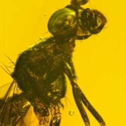 V1489 Diptera Micropezidae