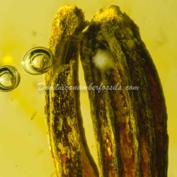 Botanical Inclusion Seed Pod On Dominican Amber 11