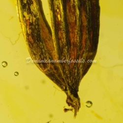 Botanical Inclusion Seed Pod On Dominican Amber 12