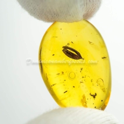 Botanical Inclusion Seed Pod On Dominican Amber 2
