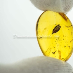 Botanical Inclusion Seed Pod On Dominican Amber 3