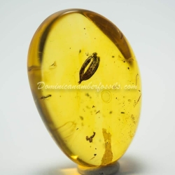 Botanical Inclusion Seed Pod On Dominican Amber 4