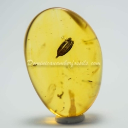 Botanical Inclusion Seed Pod On Dominican Amber 5