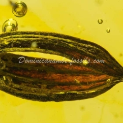 Botanical Inclusion Seed Pod On Dominican Amber 6
