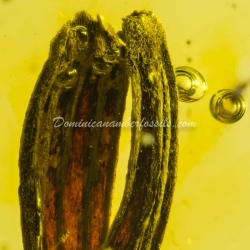 Botanical Inclusion Seed Pod On Dominican Amber 8