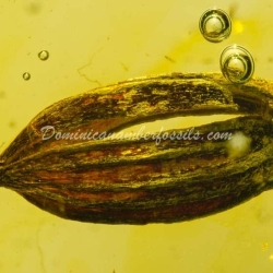 Botanical Inclusion Seed Pod On Dominican Amber 9