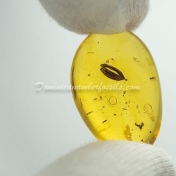 Botanical Inclusion Seed Pod On Dominican Amber