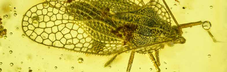 AL42 Hemiptera Tingidae Tinginae Lace Bug 2