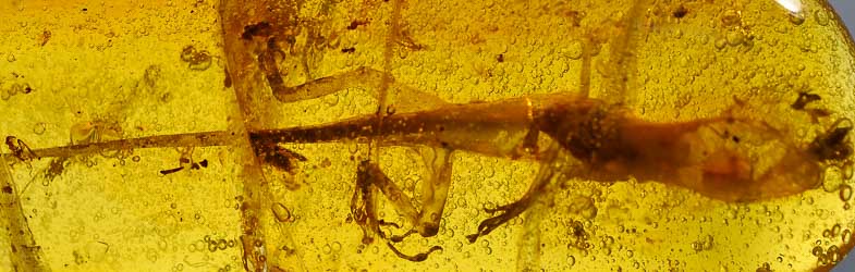 Anolis Lizard Fossil Inclusion in Dominican Amber