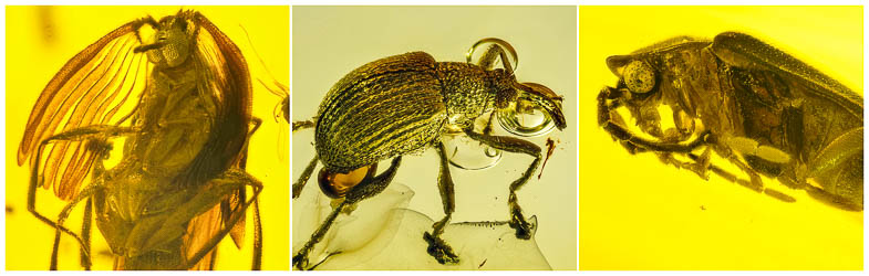 Coleoptera wg 2