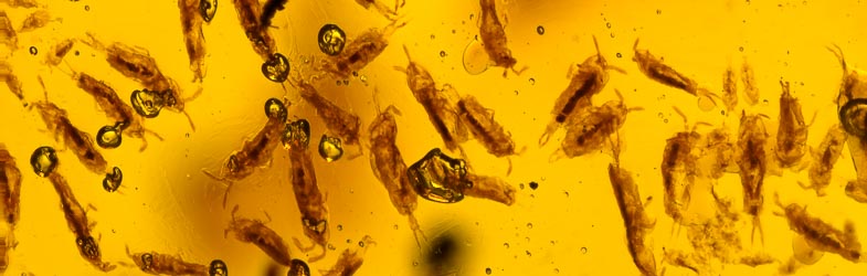 Enthognata Fossil Inclusion in Dominican Amber