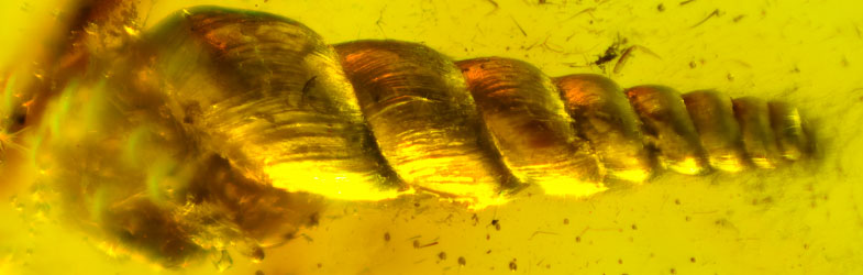 Snail Fossil Inclusion in Dominican Amber