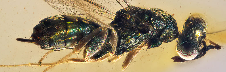 V2041 Parasitic Wasp Fossil Inclusion in Domonican Amber