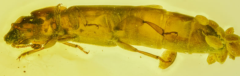 V2068 Coleoptera Nitidulidae Cillaeinae Conotelus Sap Beetle Laying eggs