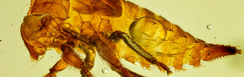 V2078 Treehopper fossil Inclusion in Dominican Amber