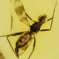 diptera_micropezidae