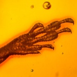 af01-103_anolis_lizard_fossil_inclusion_in_dominican_amber