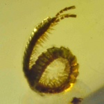diplopoda_fossil_in_dominican_amber