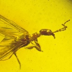 embioptera