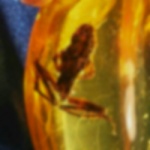 frog_fossil_in_amber