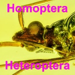 hemiptera_1685138713