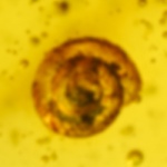v1790_mollusca_subulinae_fossil_inclusion_in_dominican_amber