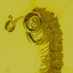 v1823_millipede_1176899775