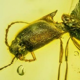 af01-211_click_beetle_coleoptera_elateridae