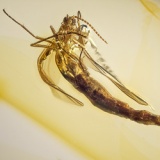 af01-258_diptera_nematochera_sciaridae_-_dark_fungus_gnat_fossil_inclusion_oin_dominican_amber