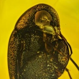 af01-266_coleoptera_mordellidae