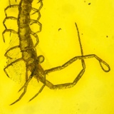 chilopoda_geophilomorpha_centipede