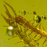 chilopoda_scolopendromorpha