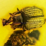 coleoptera_histeridae